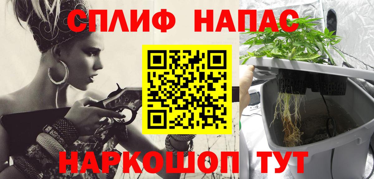 Каннабис планчик Элиста