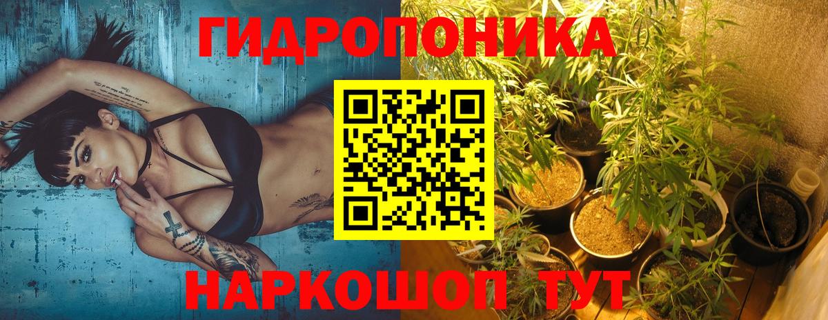 Бошки марихуана Amnesia  МАРИХУАНА тримм  Вход с VPN  Конопля Bruce Banner  Элиста 